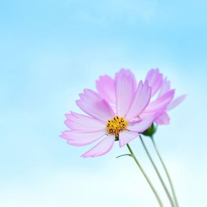 多想还小 (凝神版)