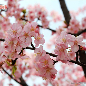 你曾这样问过/樱花樱花想见你