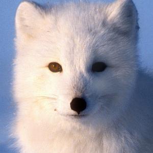 White Fox