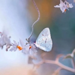 月牙五更调 (琵琶独奏版)