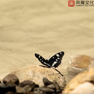 黄茶纯音乐 -古筝