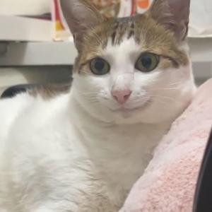 TABOLA BALE (slowed)