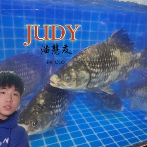 JUDY