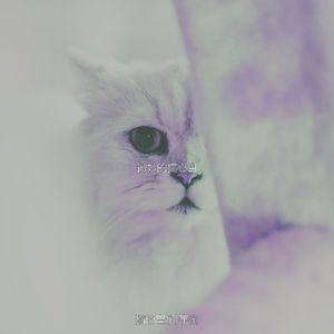 微妙的小猫心情