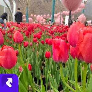 天天想念你 (Demo)