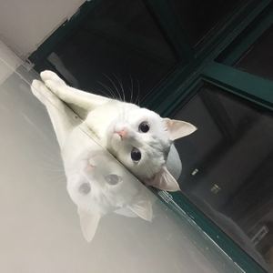 盗将行（尤克里里）