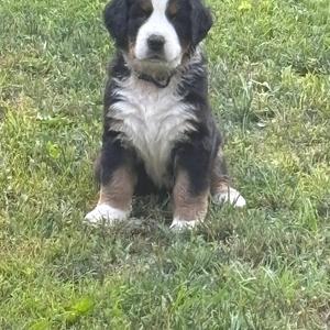 When the bottle was gone i started to cry (feat. A I)