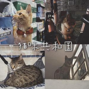 猫咪共和国