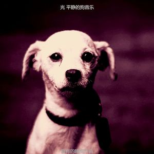 有趣睡狗情怀