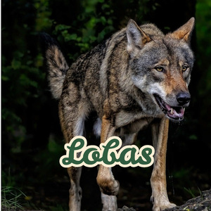 Lobas