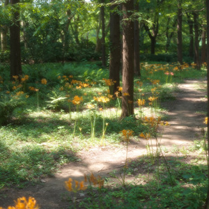 常夏（Always Summer）