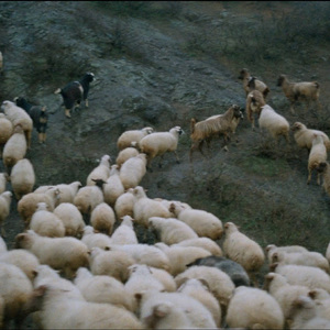 回不去的何止时间（风又起叶落地）cover.吖毛