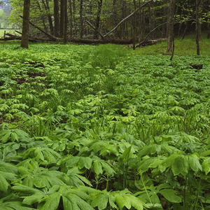 没有灵魂的英语