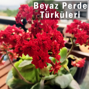 Çemberimde Gül Oya