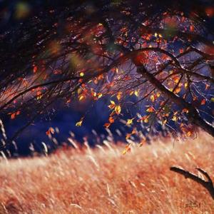 你是陪我风雨的人