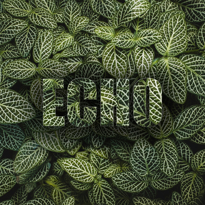 Echo