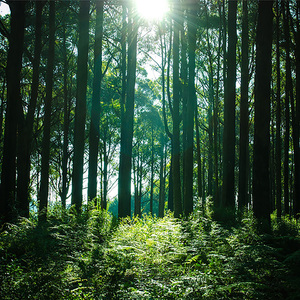 尘烟 (催眠曲婴儿听了很快入睡)