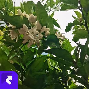 飞向蓝天的童年梦 (现场)