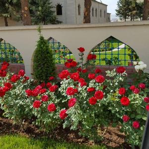 SULTAN SÂKİ / EDEP YÂ HU