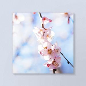 桃花笑（甜心版）（翻自 锦零）