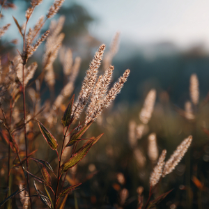 A New Dawn