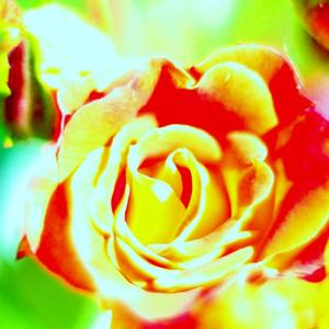 Hey Shesha Shayana Narayana