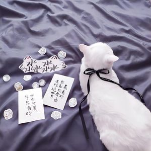 淼淼太笨啦