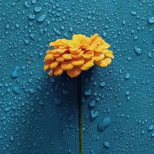 格桑花开你会不会来.mp3