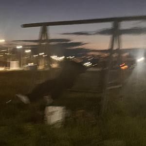 მალე ამოვა