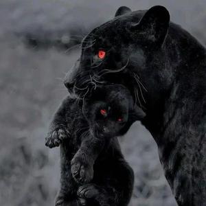 Papaoutai（Hot Version）