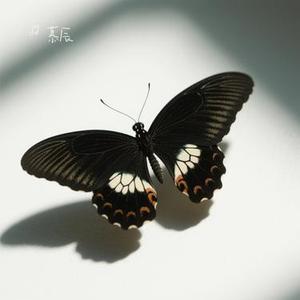 黑色蝴蝶 (Cover 汪苏泷)