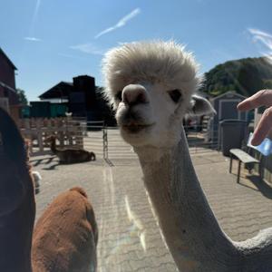 in love with my wife