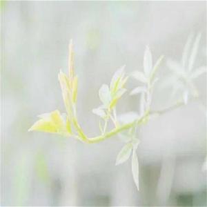 青涩记忆 (八音盒)