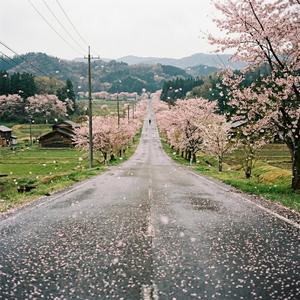 桜舞う頃に