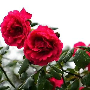 留一份幸福给你