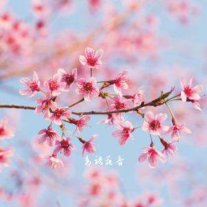 春深似海 (排箫)