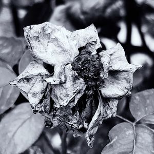 Bloom again