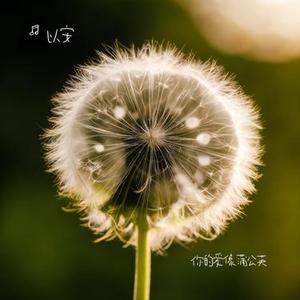 你的爱像蒲公英x0.95