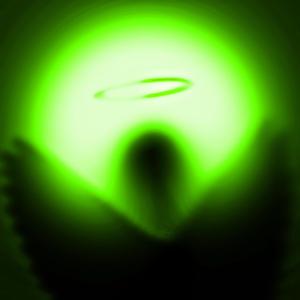 Do Flowers Grow Here?