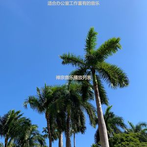 办公室工作爵士