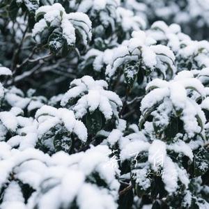 落了白 (Cover 蒋雪儿Snow.J)