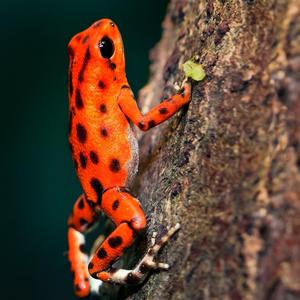 A süket béka , Tanmese a kitartás és optimizmus erejéről