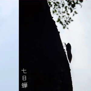 七日蝉