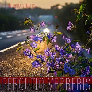 Percutio Verberis