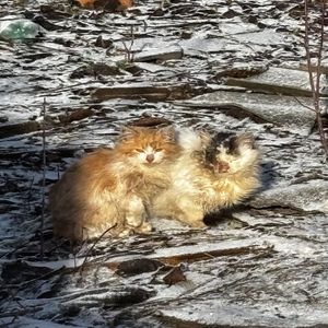 Прогнаный