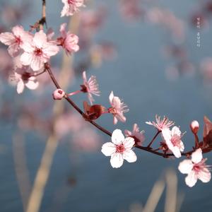 벚꽃이 흩날리다