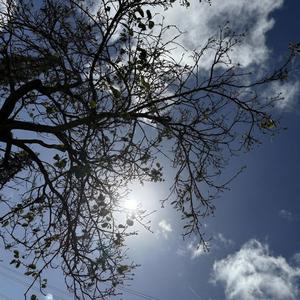 Chillin Under the Tree