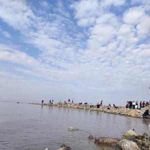 茶在茶山茶叶青