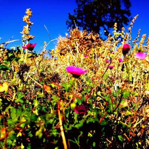 即视感（翻自 おさむらいさん）