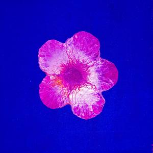 i love you but i've chosen skreets